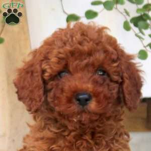 Evan, Miniature Poodle Puppy