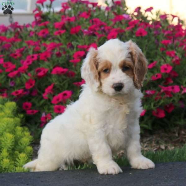 Evan, Cockapoo Puppy
