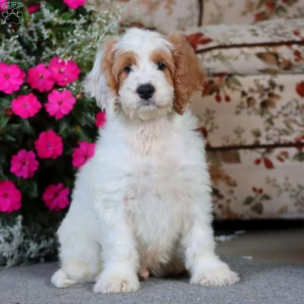 Evan, Cockapoo Puppy
