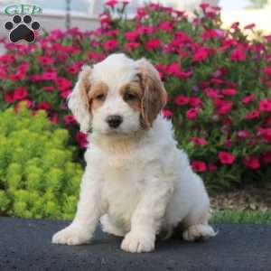 Evan, Cockapoo Puppy