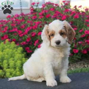 Evan, Cockapoo Puppy