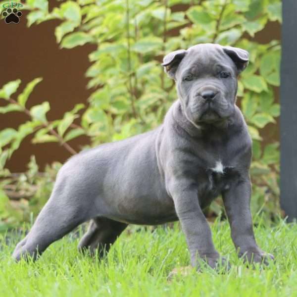 Eve, Cane Corso Puppy