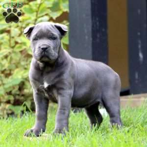 Eve, Cane Corso Puppy