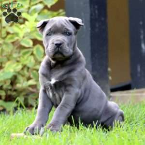 Eve, Cane Corso Puppy