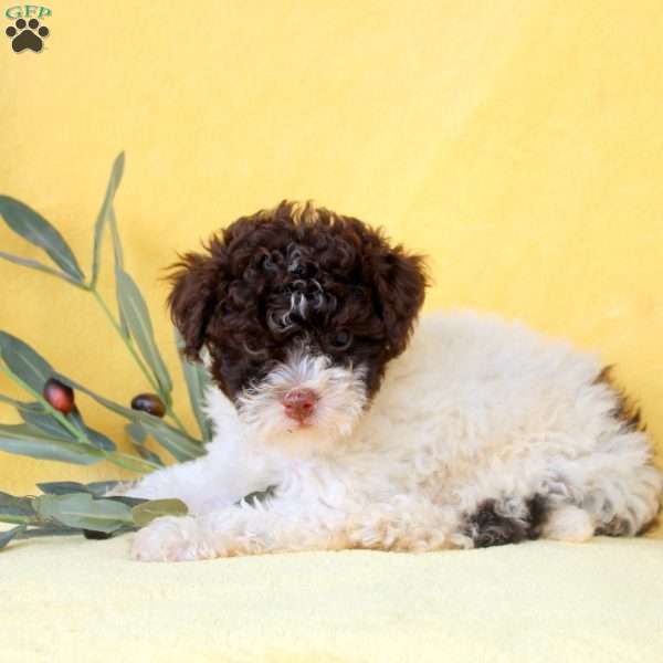 Evelyn, Miniature Poodle Puppy