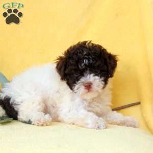 Evelyn, Miniature Poodle Puppy