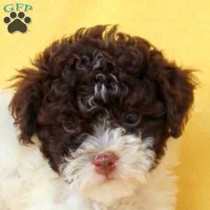 Evelyn, Miniature Poodle Puppy