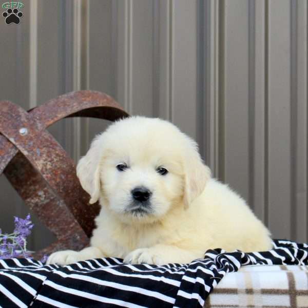 Everest, English Cream Golden Retriever Puppy