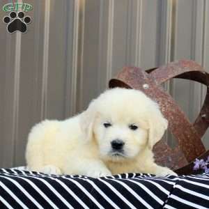 Everest, English Cream Golden Retriever Puppy