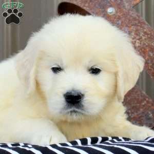 Everest, English Cream Golden Retriever Puppy