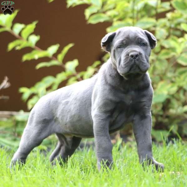 Everest, Cane Corso Puppy