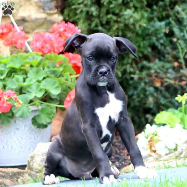 Everest, Boxer Puppy