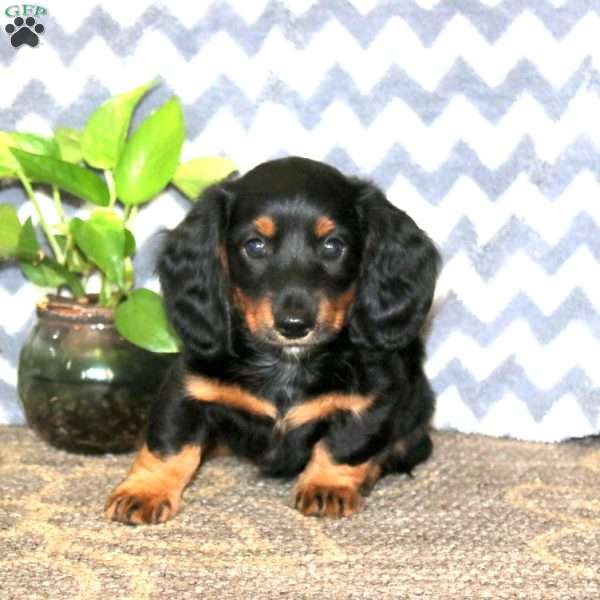 Everest, Dachshund Puppy