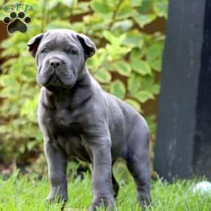 Everest, Cane Corso Puppy