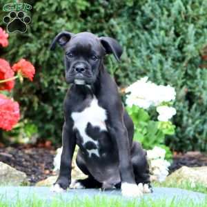 Everest, Boxer Puppy