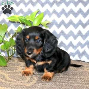 Everest, Dachshund Puppy