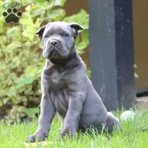 Everest, Cane Corso Puppy