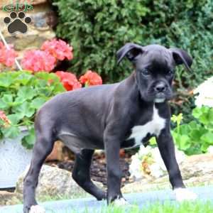 Everest, Boxer Puppy