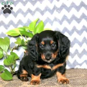 Everest, Dachshund Puppy
