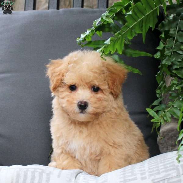 Everly, Bich-Poo Puppy