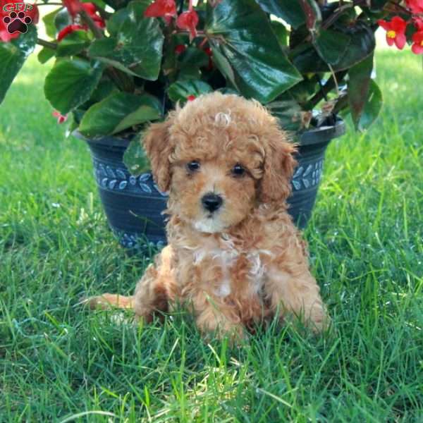 Evie, Mini Goldendoodle Puppy