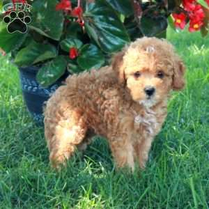 Evie, Mini Goldendoodle Puppy