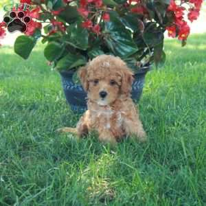 Evie, Mini Goldendoodle Puppy