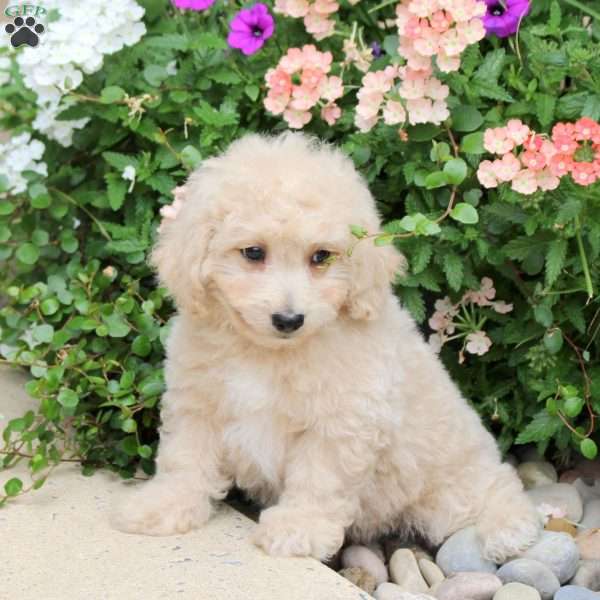 Exo, Bich-Poo Puppy