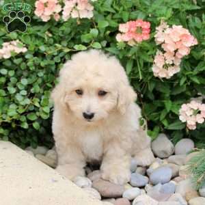 Exo, Bich-Poo Puppy