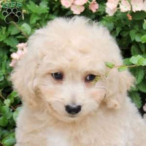 Exo, Bich-Poo Puppy