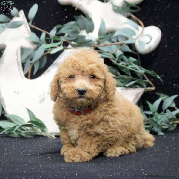 Ezra, Miniature Poodle Puppy