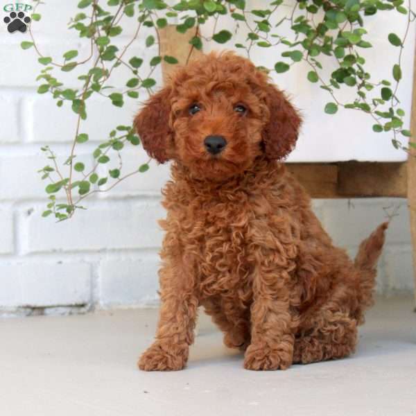 Ezra, Miniature Poodle Puppy