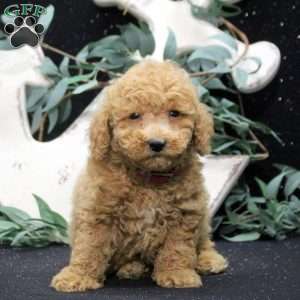 Ezra, Miniature Poodle Puppy