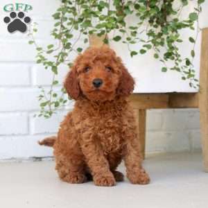 Ezra, Miniature Poodle Puppy