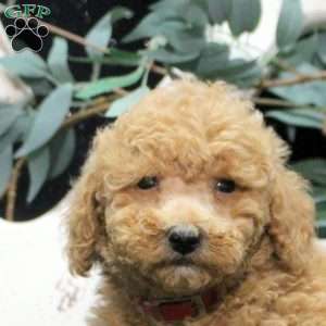Ezra, Miniature Poodle Puppy