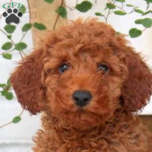 Ezra, Miniature Poodle Puppy