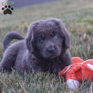 Barbie, Newfoundland Puppy
