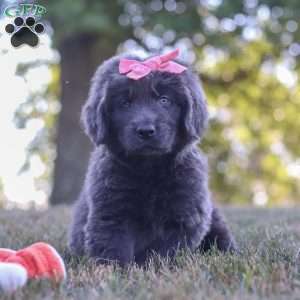 Barbie, Newfoundland Puppy