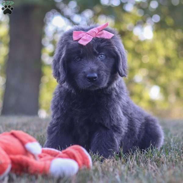 Barbie, Newfoundland Puppy