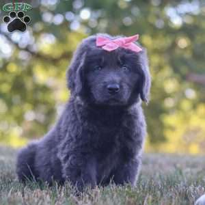 Barbie, Newfoundland Puppy