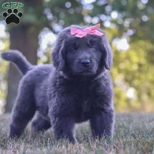 Barbie, Newfoundland Puppy