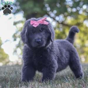 Barbie, Newfoundland Puppy