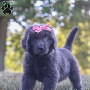 Barbie, Newfoundland Puppy