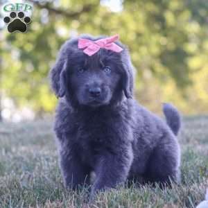 Barbie, Newfoundland Puppy