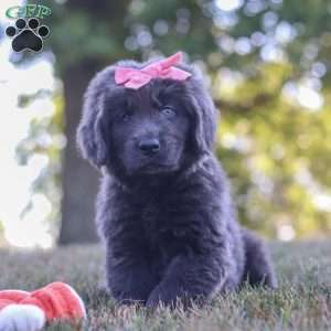 Barbie, Newfoundland Puppy