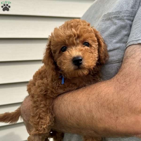 Finn, Mini Labradoodle Puppy