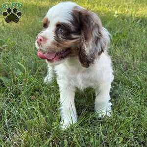Chrome, Cocker Spaniel Puppy