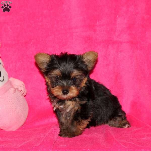 Faith, Yorkie Puppy