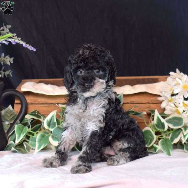 Faith, Miniature Poodle Puppy