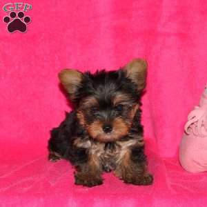 Faith, Yorkie Puppy